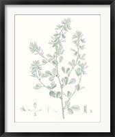 Botanical Study in Sage VIII Fine Art Print