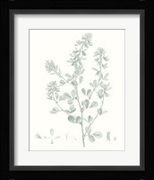 Botanical Study in Sage VIII Fine Art Print