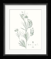 Botanical Study in Sage IX Fine Art Print