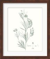 Botanical Study in Sage IX Fine Art Print