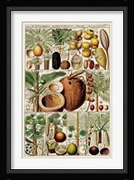 Palm Tree Chart Fine Art Print