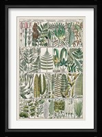 Fern Chart Fine Art Print