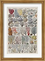 Coral Chart Fine Art Print