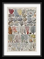 Coral Chart Fine Art Print