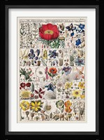 Floral Chart Fine Art Print