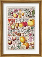 Fruit Chart Fine Art Print