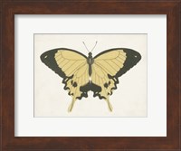 Beautiful Butterfly I Fine Art Print