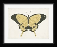 Beautiful Butterfly I Fine Art Print