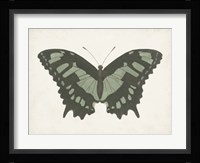 Beautiful Butterfly II Fine Art Print