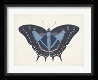 Beautiful Butterfly III Fine Art Print