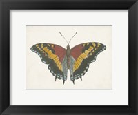 Beautiful Butterfly IV Fine Art Print