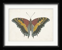 Beautiful Butterfly IV Fine Art Print