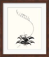 Graphic Succulents II Fine Art Print
