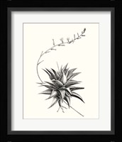 Graphic Succulents III Fine Art Print