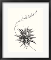 Graphic Succulents III Fine Art Print
