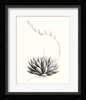 Graphic Succulents IV Fine Art Print