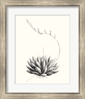 Graphic Succulents IV Fine Art Print
