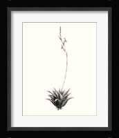 Graphic Succulents VI Fine Art Print