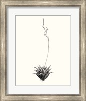 Graphic Succulents VI Fine Art Print