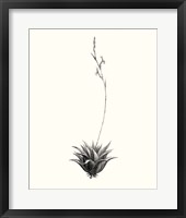 Graphic Succulents VI Framed Print