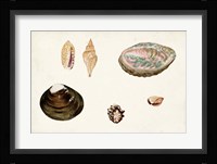 Antique Shell Anthology VIII Fine Art Print