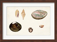 Antique Shell Anthology VIII Fine Art Print