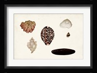 Antique Shell Anthology IX Fine Art Print