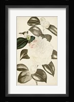 Silvery Botanicals II Fine Art Print