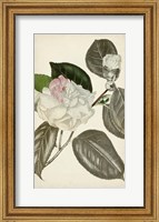 Silvery Botanicals III Fine Art Print