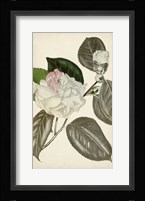 Silvery Botanicals III Fine Art Print