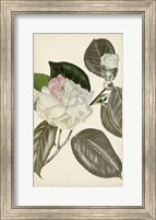 Silvery Botanicals III Fine Art Print
