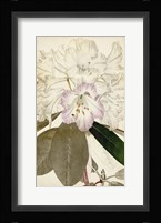 Silvery Botanicals IV Fine Art Print