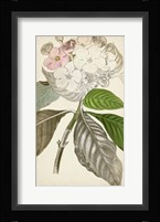 Silvery Botanicals V Fine Art Print