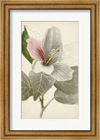 Silvery Botanicals VI Fine Art Print