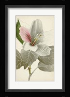 Silvery Botanicals VI Fine Art Print