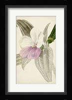 Silvery Botanicals VII Fine Art Print