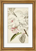 Silvery Botanicals VIII Fine Art Print