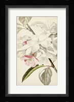 Silvery Botanicals VIII Fine Art Print