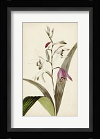 Silvery Botanicals XI Fine Art Print