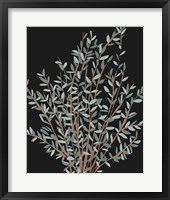 Gunni Eucalyptus I Fine Art Print