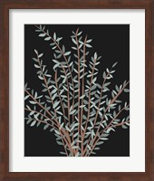 Gunni Eucalyptus II Fine Art Print