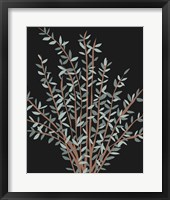 Gunni Eucalyptus II Framed Print