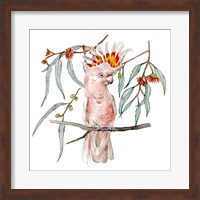 Pink Cockatoo II Fine Art Print