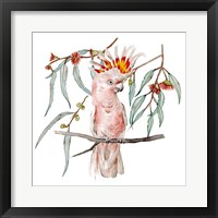 Pink Cockatoo II Fine Art Print