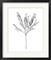 Field Flower I Framed Print