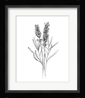 Field Flower II Framed Print