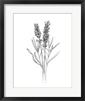 Field Flower II Framed Print