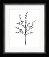 Field Flower III Framed Print