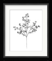 Field Flower IV Framed Print