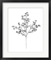Field Flower IV Framed Print